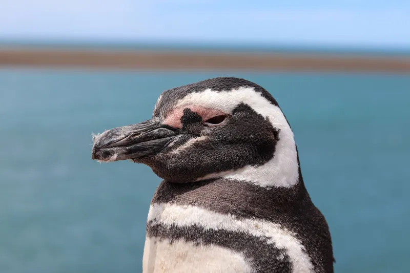 He Raised It From a Pup, Fed It for Two Decades — Then the Government Showed Up at His Door
