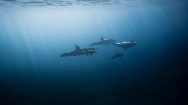 Meet the Navy's Secret Weapon: Dolphins Who Actually Fought in Wars